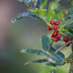 Dwarf Burford holly features the prickly leaves and colorful red berries of its parent, in a small form useful in formal landscapes.