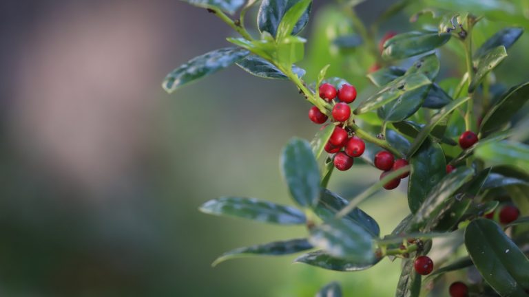 Dwarf Burford holly features the prickly leaves and colorful red berries of its parent, in a small form useful in formal landscapes.
