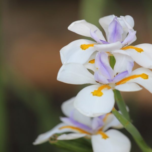 A South African iris with wide swordlike leaves, Butterfly Iris is commonly used in beautification and commercial plantings.