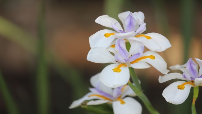 A South African iris with wide swordlike leaves, Butterfly Iris is commonly used in beautification and commercial plantings.