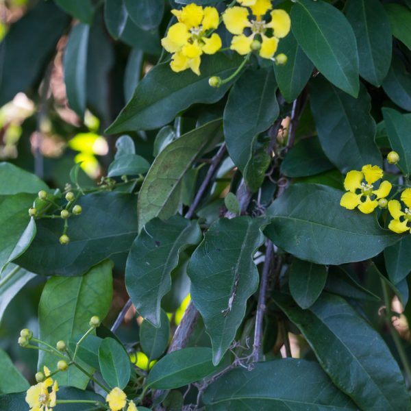 Butterfly vine leaves and flowers