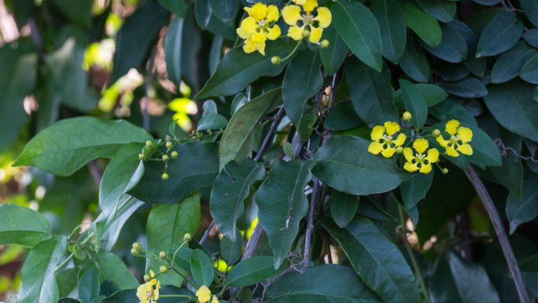 Butterfly vine leaves and flowers