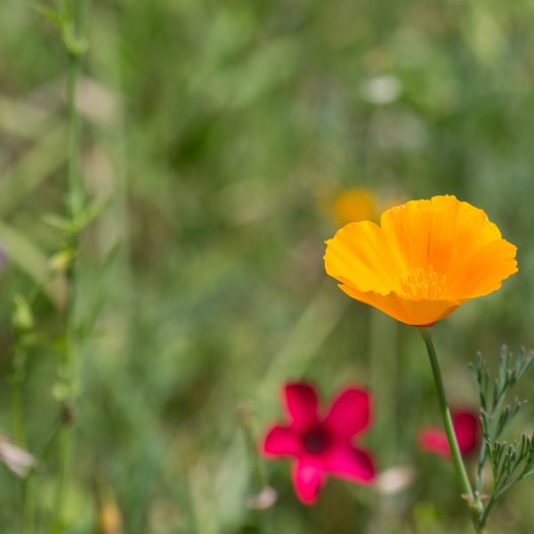 California poppy flower