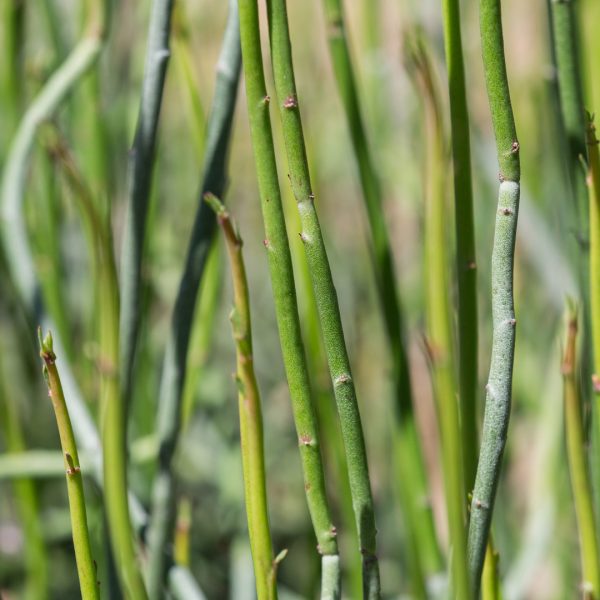 Candelilla leaves