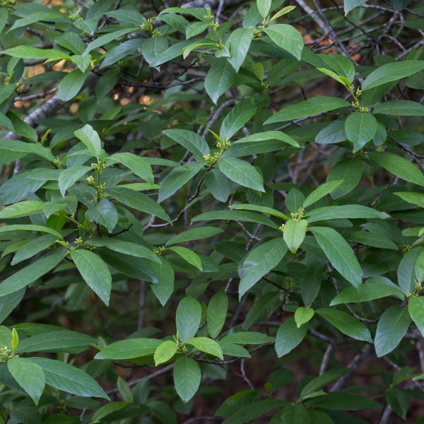 Carolina bckthorn leaves.