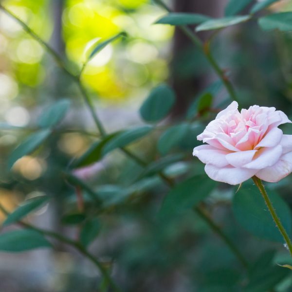 Cecile Brunner rose with flower and leaves