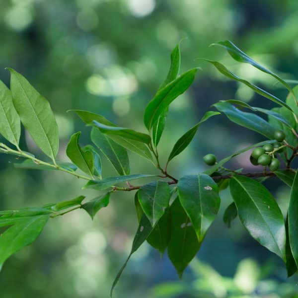 Carolina laurel leaves and fruit.