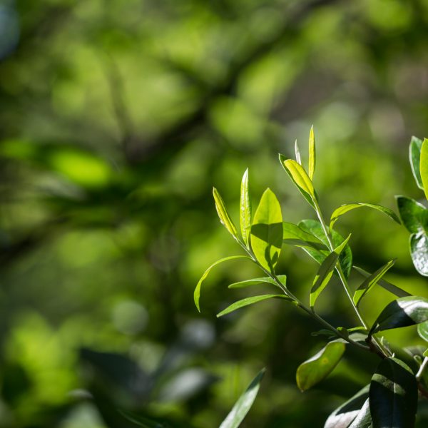 Chomonque leaves.