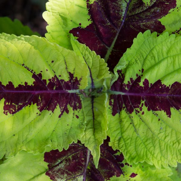 Coleus leaves.