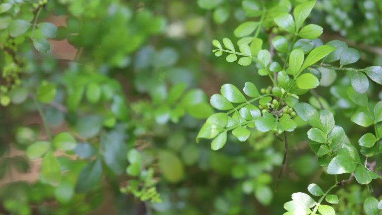 Lime prickly ash leaves.