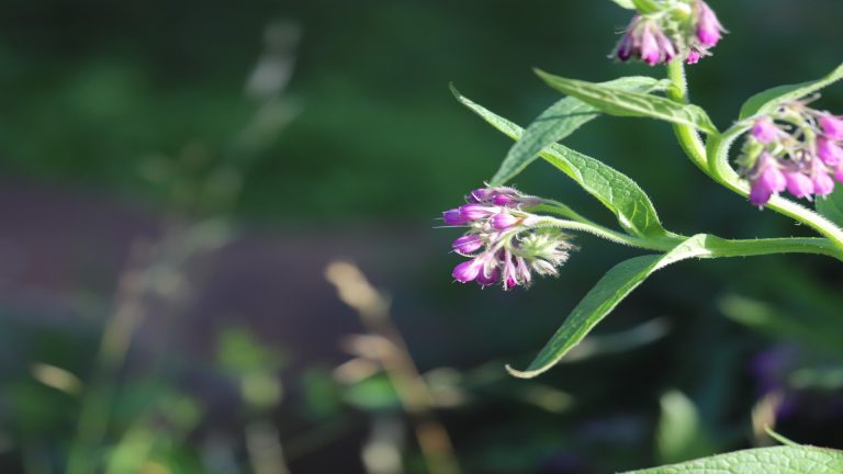 Comfrey leaves and flowers.