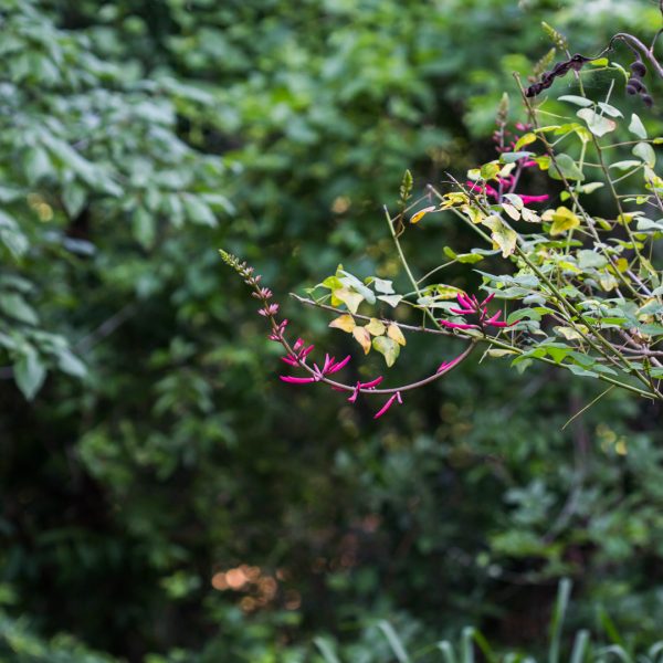 Coral bean leaves and flowers.