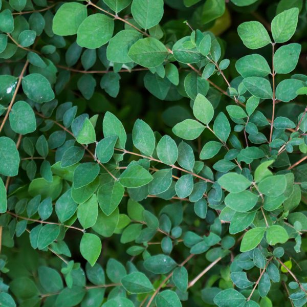 Coralberry leaves.
