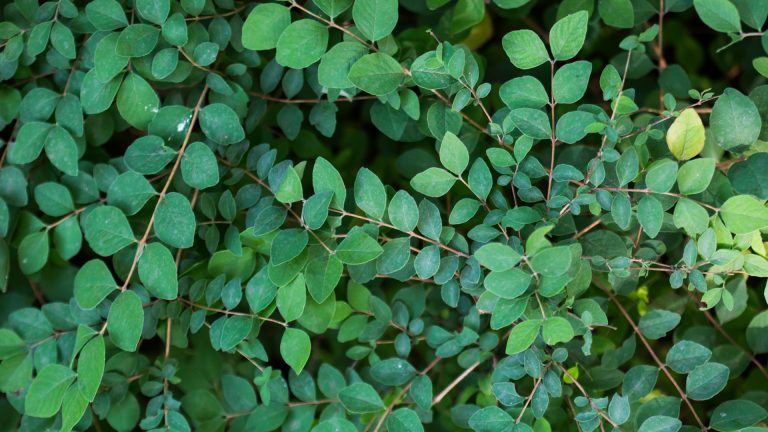 Coralberry leaves.