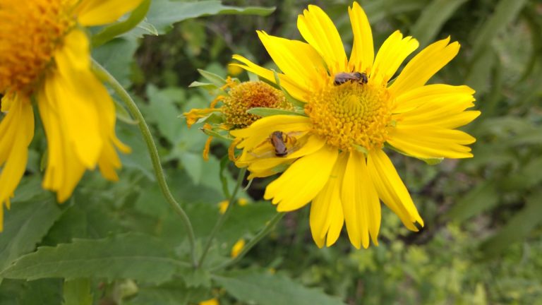 Cowpen daisy flowers with bees.