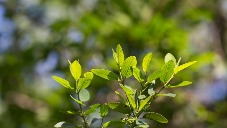 Coyotillo leaves.