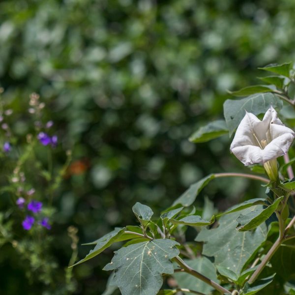 Moonflower with leaves