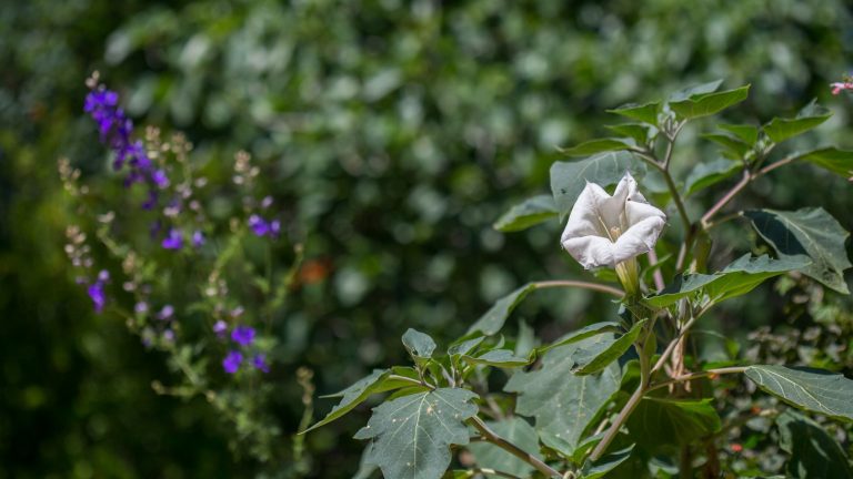 Moonflower with leaves