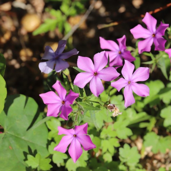 Drummond phlox leaves and flowers.