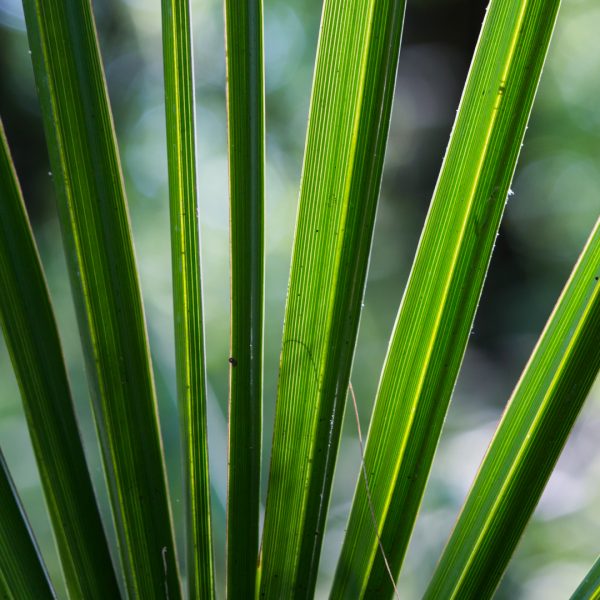 Dwarf palmetto leaves.