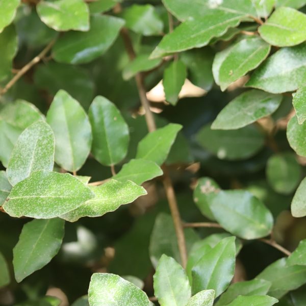 Elaeagnus leaves.