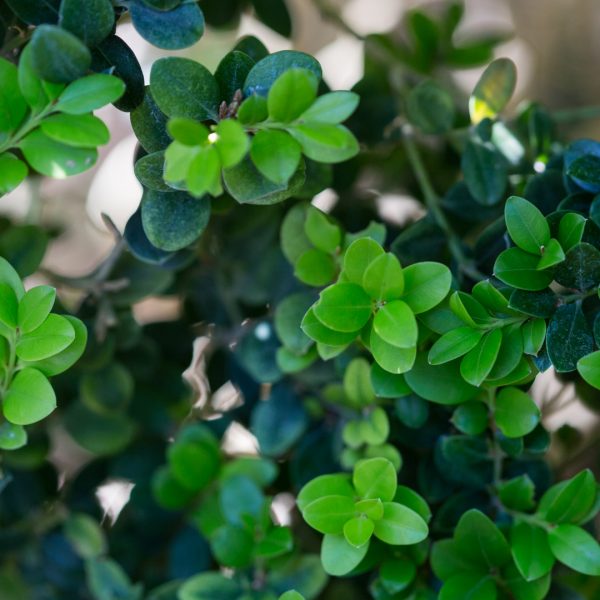 Common boxwood leaves
