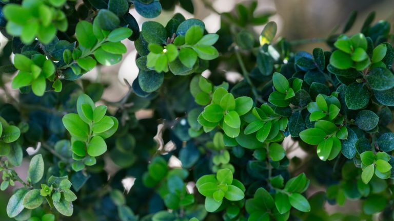 Common boxwood leaves