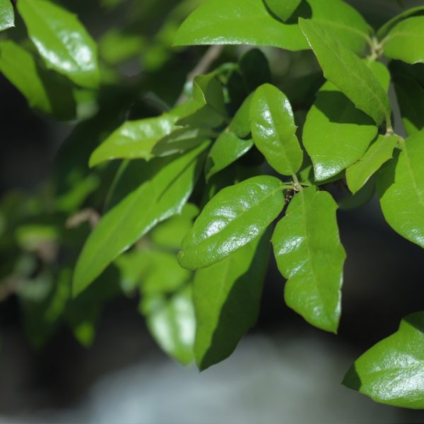 With nearly evergreen leaves and long, rambling branches, escarpment live oak is considered one of the most valuable native trees in south-central Texas.