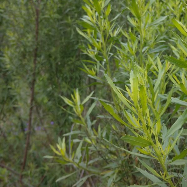 False willow leaves.