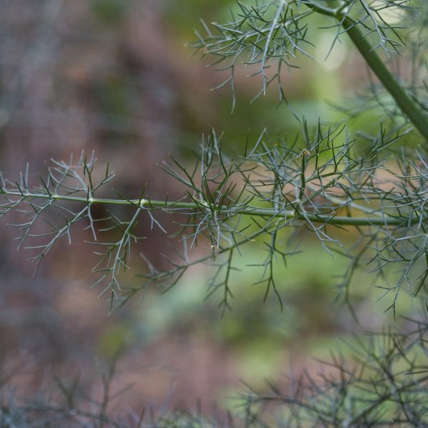 Fennel leaves.