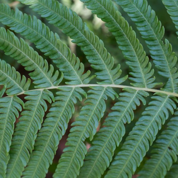 Autumn fern leaves