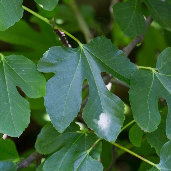 Fig leaves.