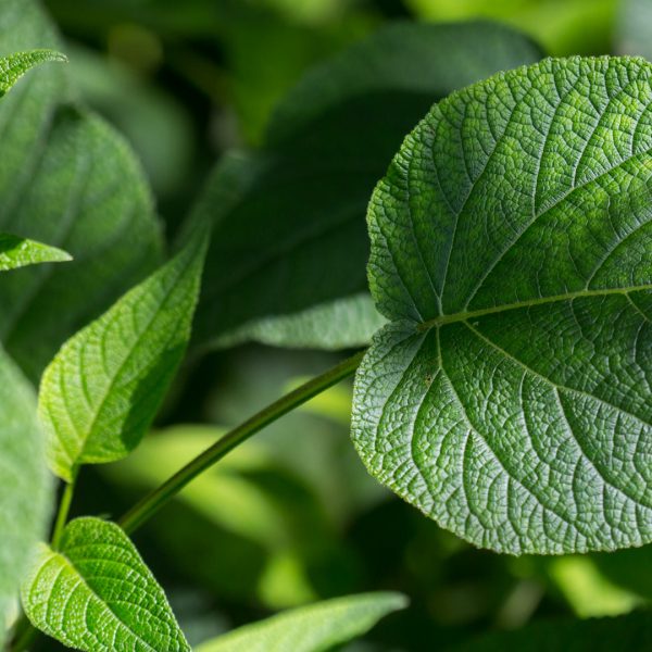 Forsythia sage leaves.