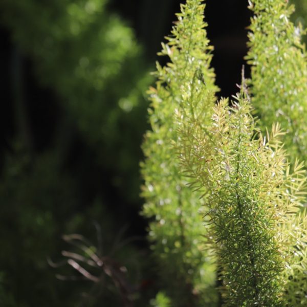 Bushy upright foliage earns fox-tail fern its common name.