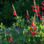 Darcy fiery mountain sage leaves and flowers.