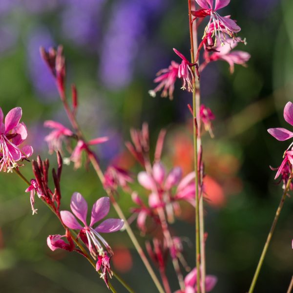 Gaura flowers