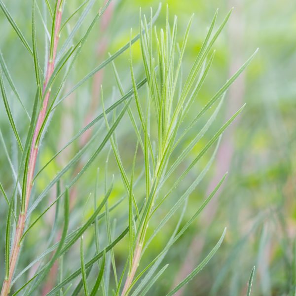 Gayfeather leaves.