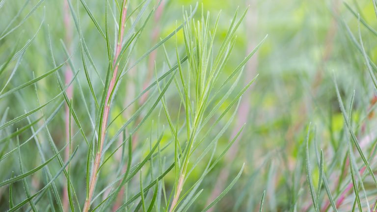 Gayfeather leaves.