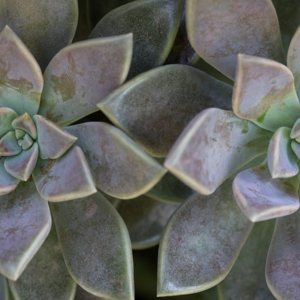 Ghost plant leaves