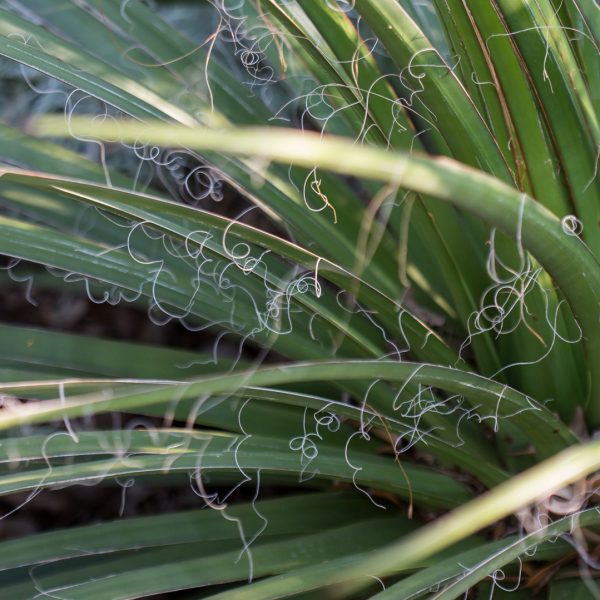 Big Bend yucca leaves.