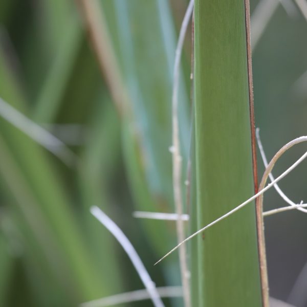 Giant hesperaloe yucca leaves and fibers.