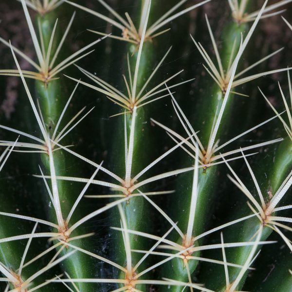 Golden barrell cactus leaves and spines.