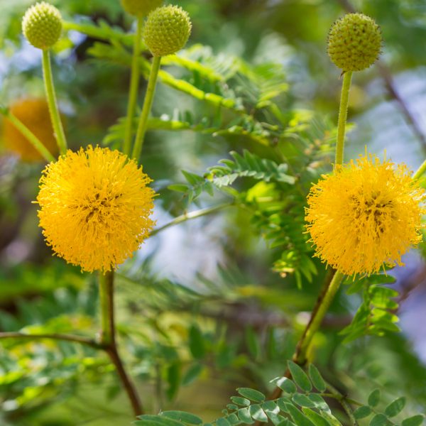 Golden ball lead tree leaves and flowers.