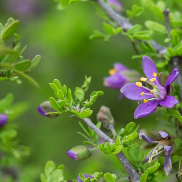 Guayacan is a gnarled but quite ornamental thornless shrub native to south Texas and Mexico.