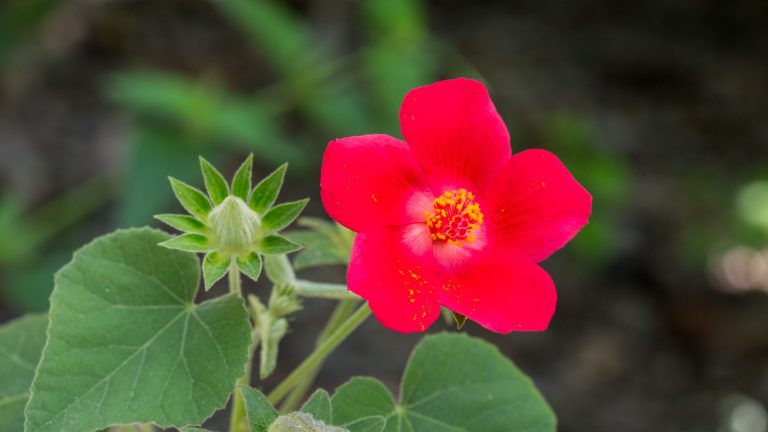 Heartleaf rose mallow leaves, buds and flowers.