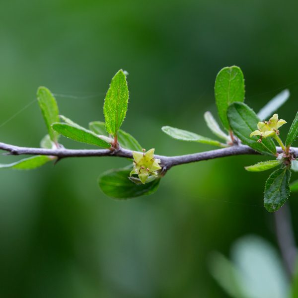 Texas hog plum is known for its tiny dry fruits, but the bright flowers can be so tiny they're rarely noticed.