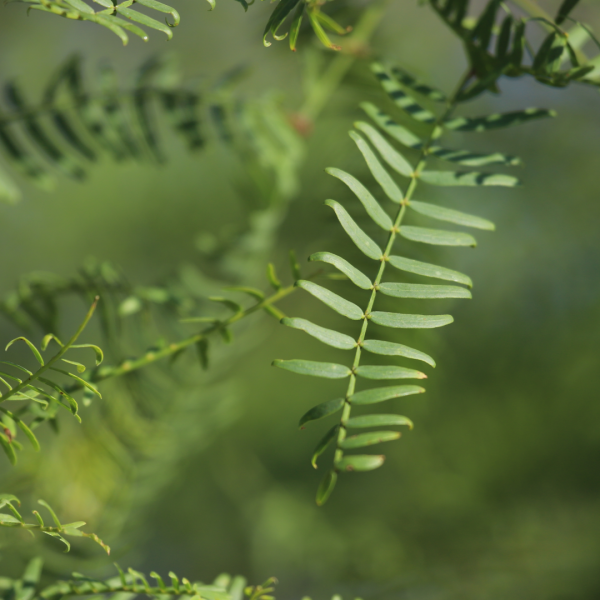 Honey mesquite is a willow-like thorny legume with low-hanging boughs.