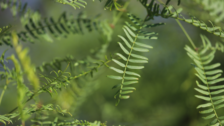 Honey mesquite is a willow-like thorny legume with low-hanging boughs.
