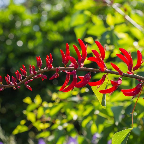 Indian coral tree showing fireman's cap flowers