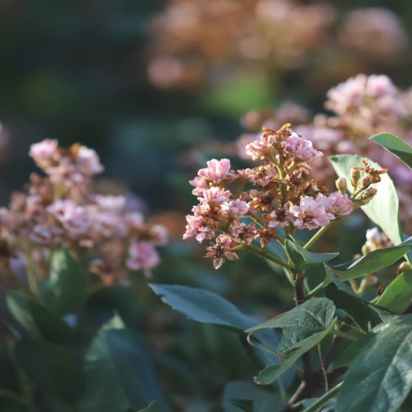 Indian hawthorne is a large evergreen shrub well suited to dappled shade if moisture is sufficient.